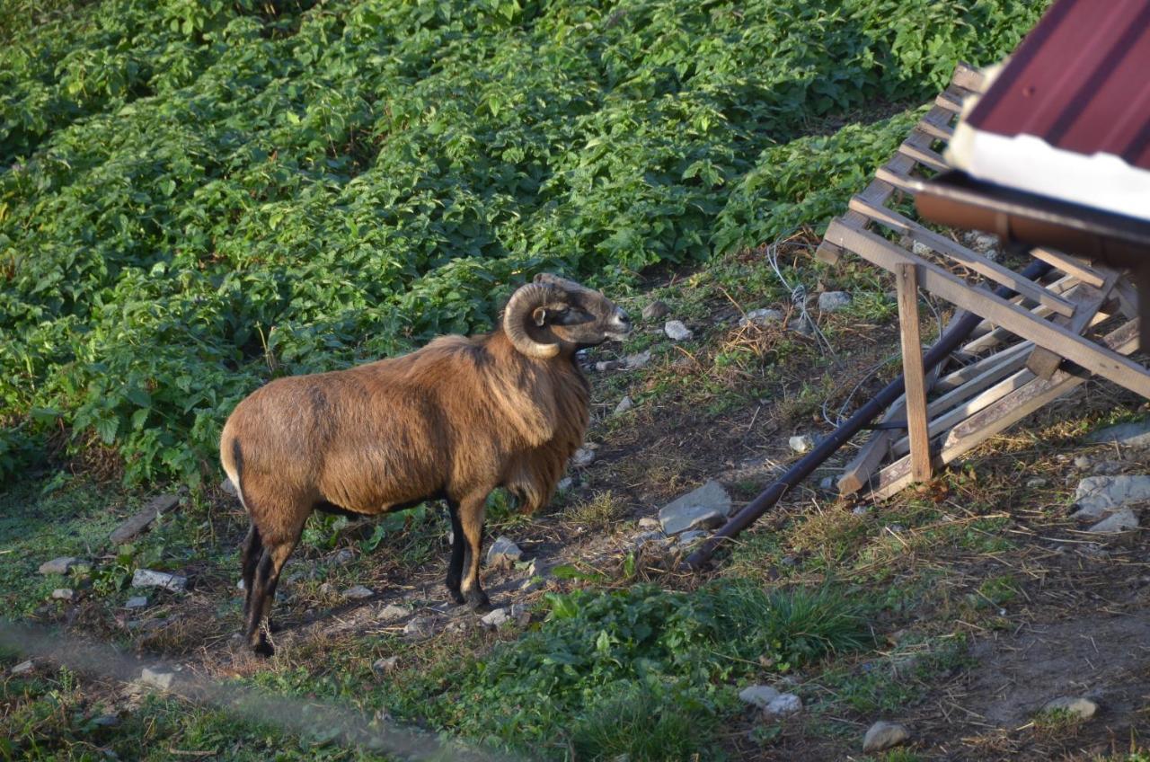 Malinowy Domek Mlynczyska Esterno foto